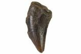 Small Theropod Tooth (Raptor) - Montana #87934-1